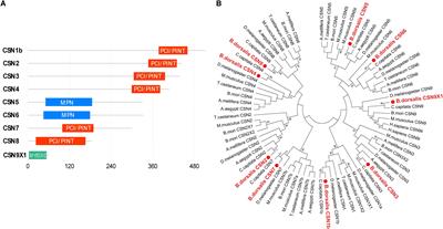 Identification of COP9 Signalosome Subunit Genes in Bactrocera dorsalis and Functional Analysis of csn3 in Female Fecundity